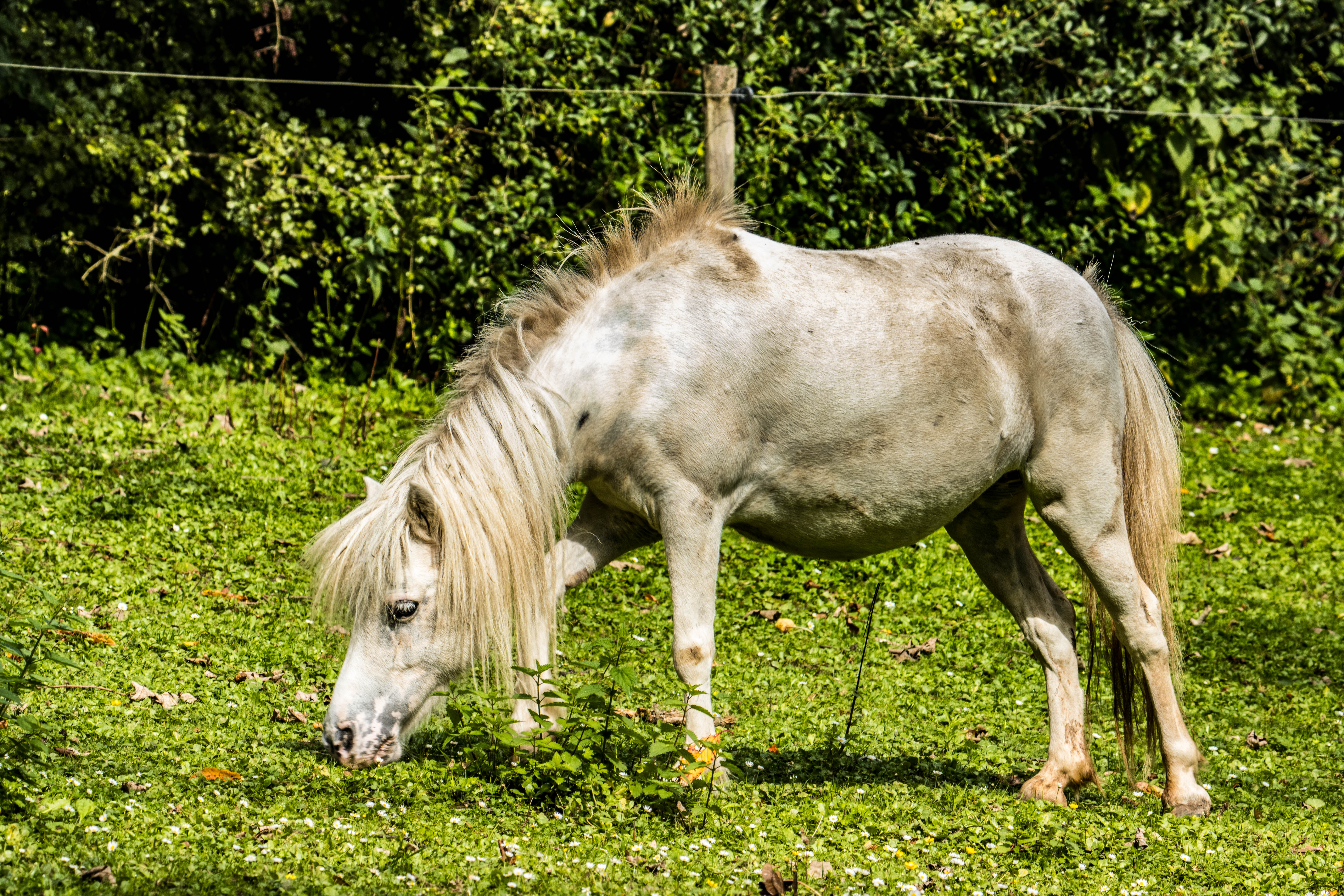 Cheval miniature-_MG_7687.jpg